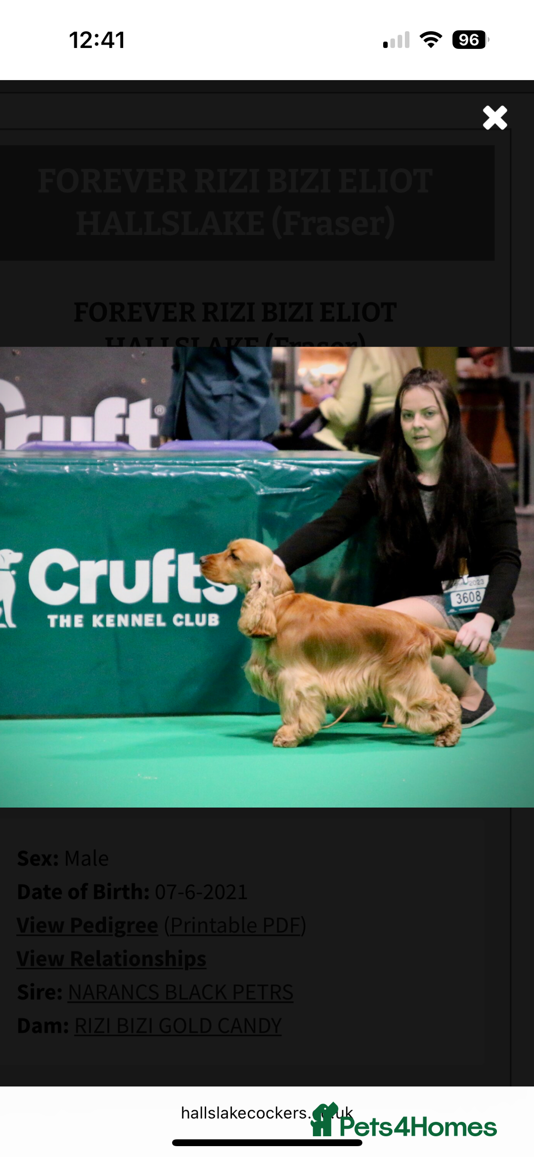 Cocker Spaniel dogs for sale: ⭐️⭐️⭐️⭐️⭐️5 star licenced breeder  cockerspaniels - Image 8