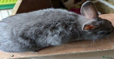 Netherland Dwarf rabbits - Advert 2
