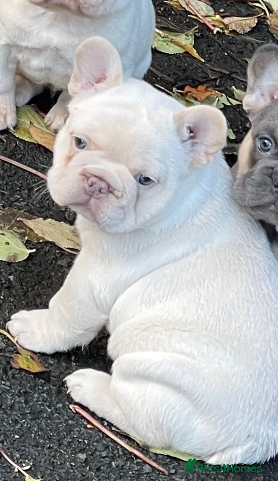 French Bulldog dogs for sale: KC REGISTERED QUALITY FRENCH BULLDOG PUPPIES  - Advert 36