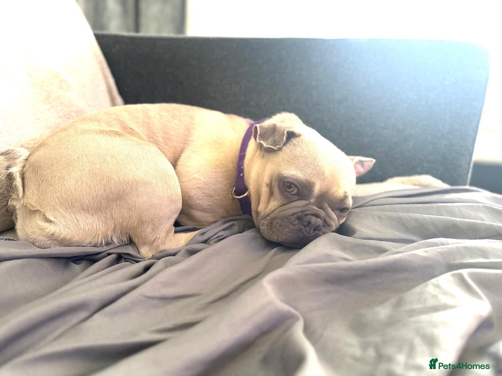 French Bulldog dogs Ruby 5 years old  - Advert 10