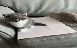 British Shorthair cats for sale: BSH grey/white fluffy female kitten  - Image 6