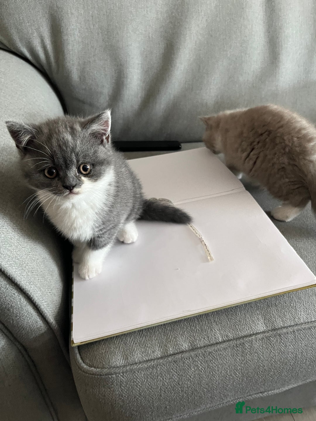 British Shorthair cats for sale: BSH grey/white fluffy female kitten  - Image 6