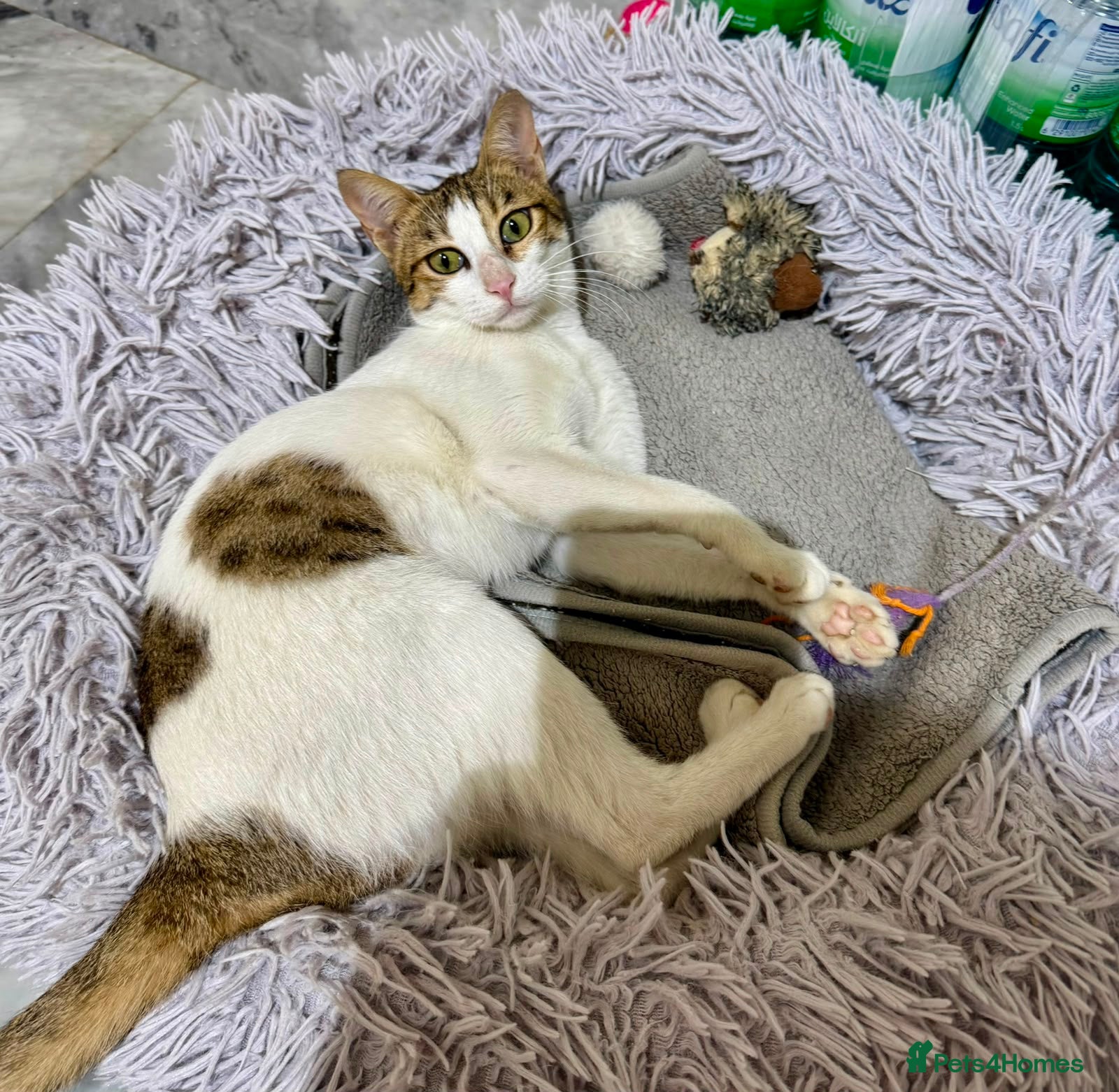 Mixed Breed cats Lily - Affectionate Cuddly Girl - Advert 1