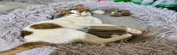 Mixed Breed cats for adoption: Lily - Affectionate Cuddly Girl - Advert 1