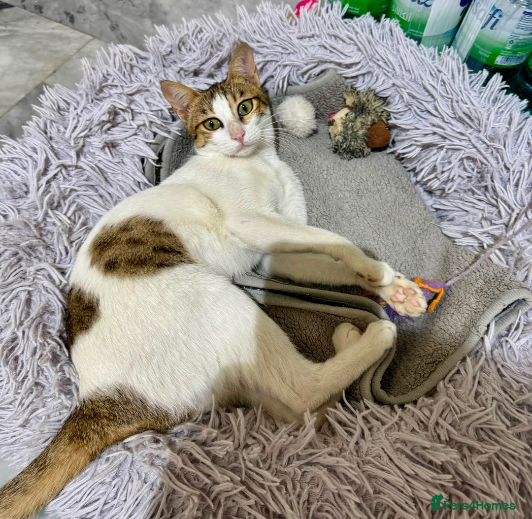 Mixed Breed cats for adoption: Lily - Affectionate Cuddly Girl - Advert 1