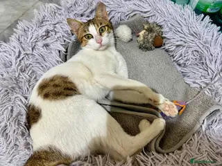 Mixed Breed cats Lily - Affectionate Cuddly Girl - Advert 3