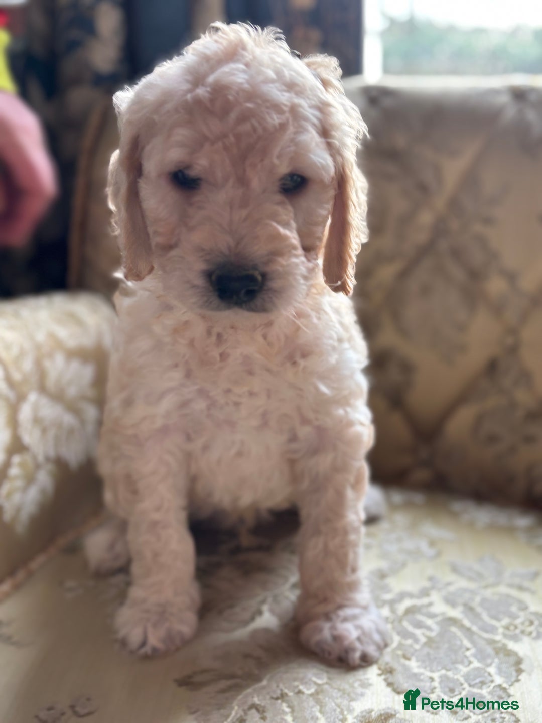 Goldendoodle dogs for sale: Goldendoodle pups - Advert 7