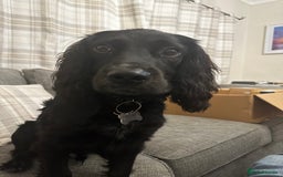 Sprocker dogs for sale: Gorgeous 8 Month Old Sprocker Spaniel - Advert 2