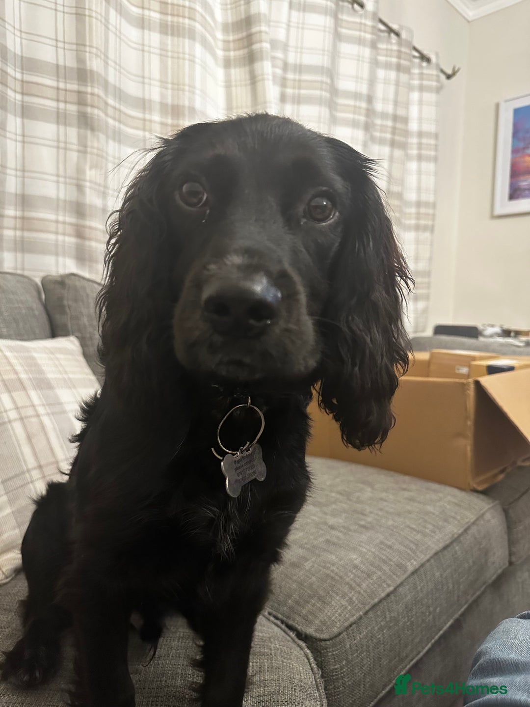 Sprocker dogs for sale: Gorgeous 8 Month Old Sprocker Spaniel - Advert 2