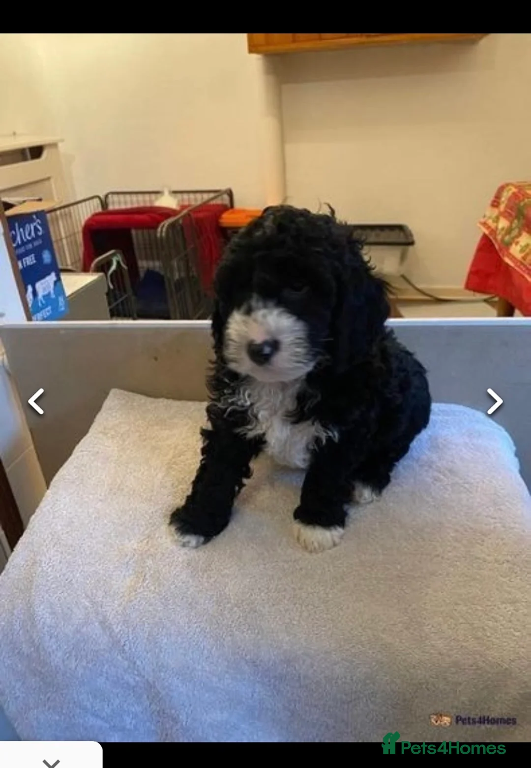 Cockapoo dogs for stud: PROVEN DNA tested Cockapoo Stud-Chocolate Merle in Stafford - Advert 26