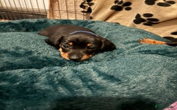 Miniature Dachshund dogs for sale: Miniature dachshund puppies 🐾 - Advert 14