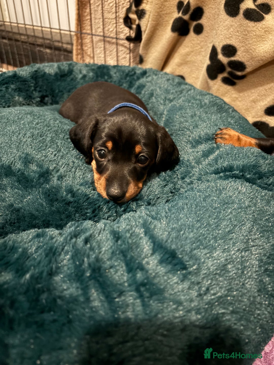 Miniature Dachshund dogs for sale: Miniature dachshund puppies 🐾 - Advert 14