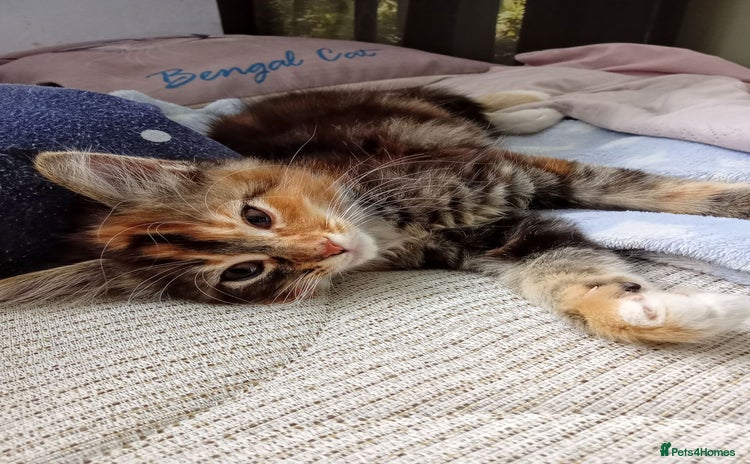Mixed Breed cats - Advert 2
