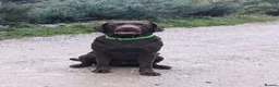 Labrador Retriever dogs for sale: Beautiful Chocolate Puppies are now ready to view. - Advert 5