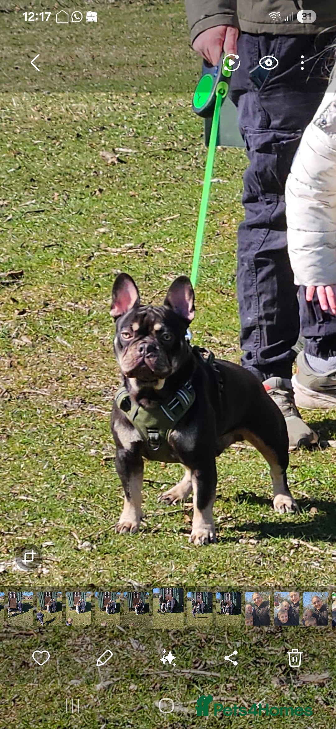 French Bulldog dogs for sale: French Bulldog- Please read advert - Advert 1