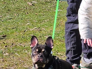 French Bulldog dogs French Bulldog- Please read advert - Advert 1