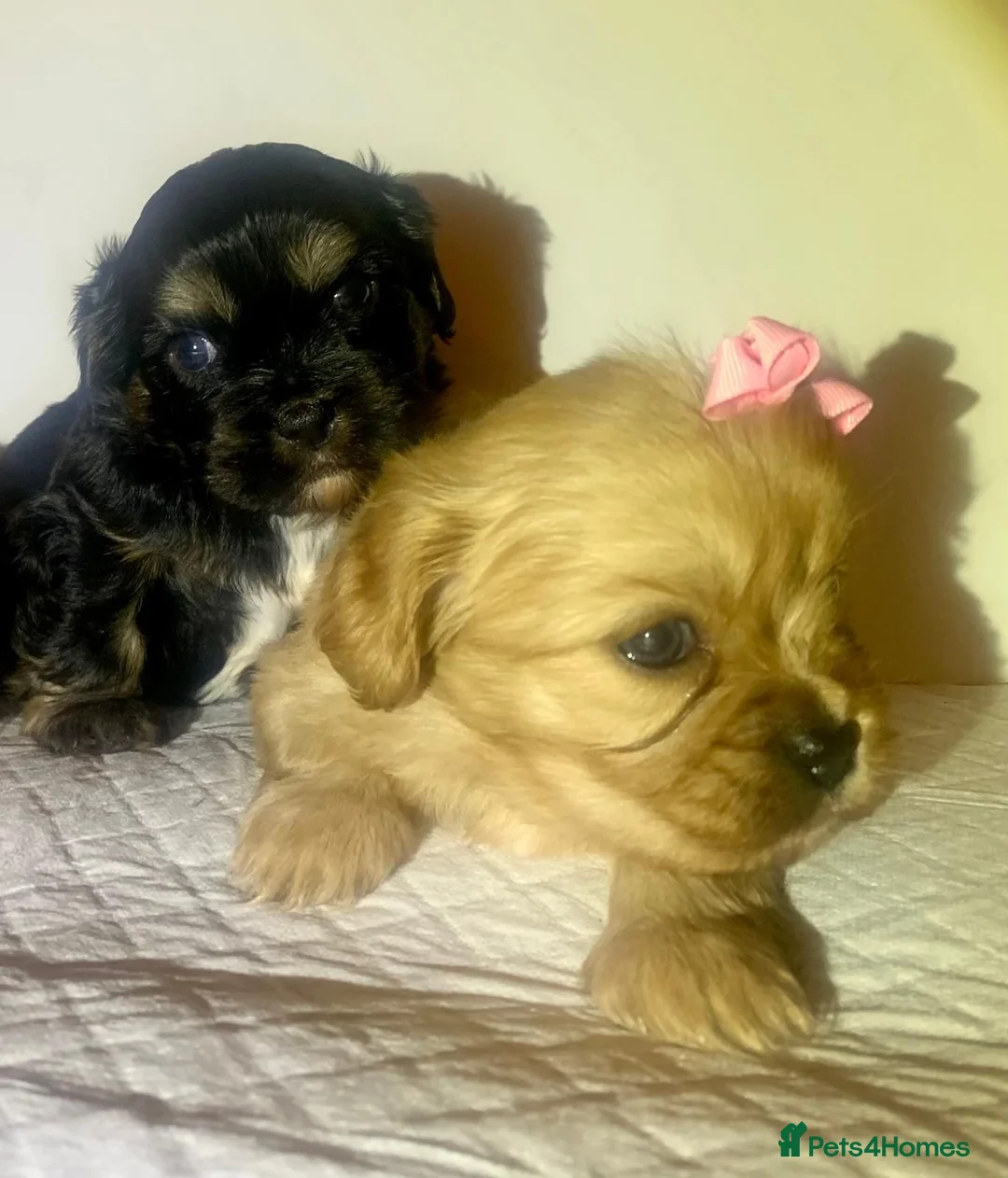 Shih Tzu dogs for sale: Imperial shih tzu  - Advert 9