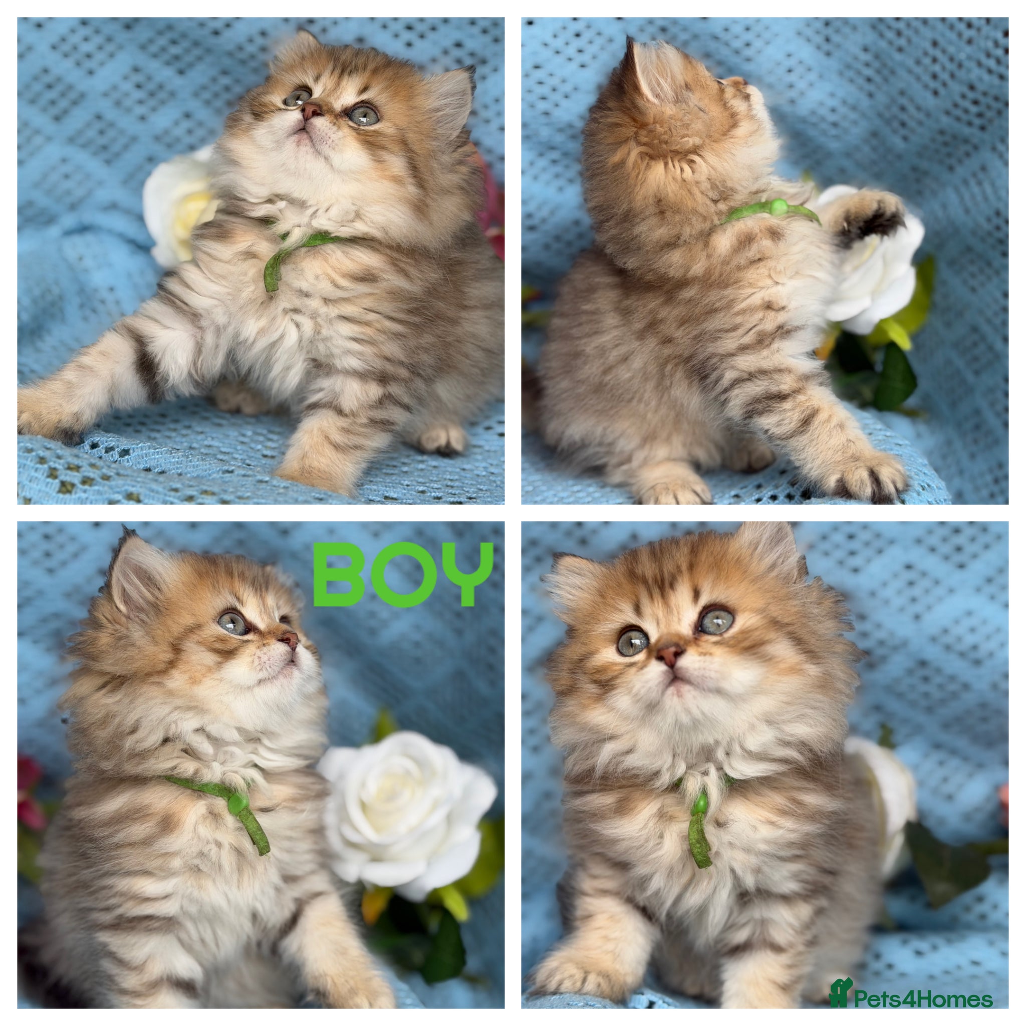British Longhair cats British Longhair golden shaded kittens TICA - Advert 2