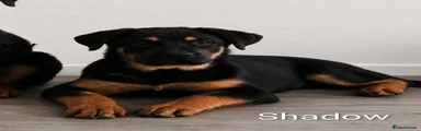 Shadow (Black)