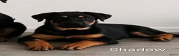 Mixed Breed dogs for sale: German Shepherd Cross Puppies  - Advert 5