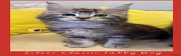 Maine Coon cats for sale: Gorgeous TICA Pedigree Maine Coon Kittens - Advert 14