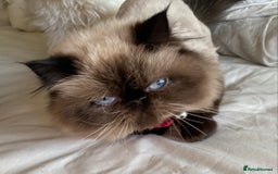 Persian cats for sale: Stunning Persian  - Image 5