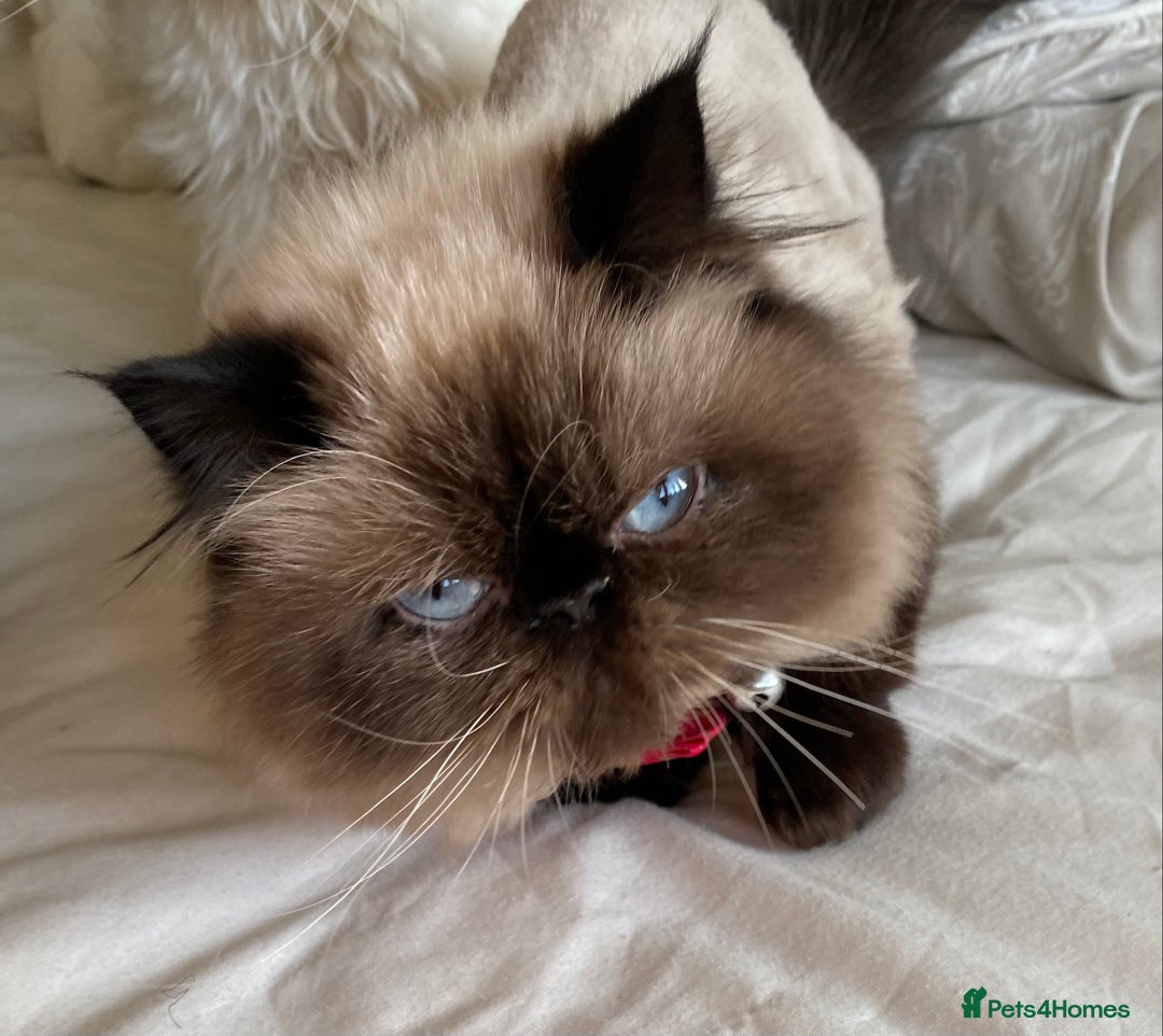 Persian cats for sale: Stunning Persian  - Image 5