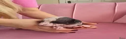 Chinese Crested dogs for sale: ✨🐾 EXQUISITE & RARE CHINESE CRESTED PUPPIES 🐾✨ - Advert 19