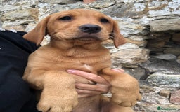 Labrador Retriever dogs for sale: Foxred/Yellow Labradors 5* Licensed Breeder in Catterick Garrison - Image 29