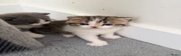 British Shorthair cats for sale: 3 British shorthair kittens - Advert 5