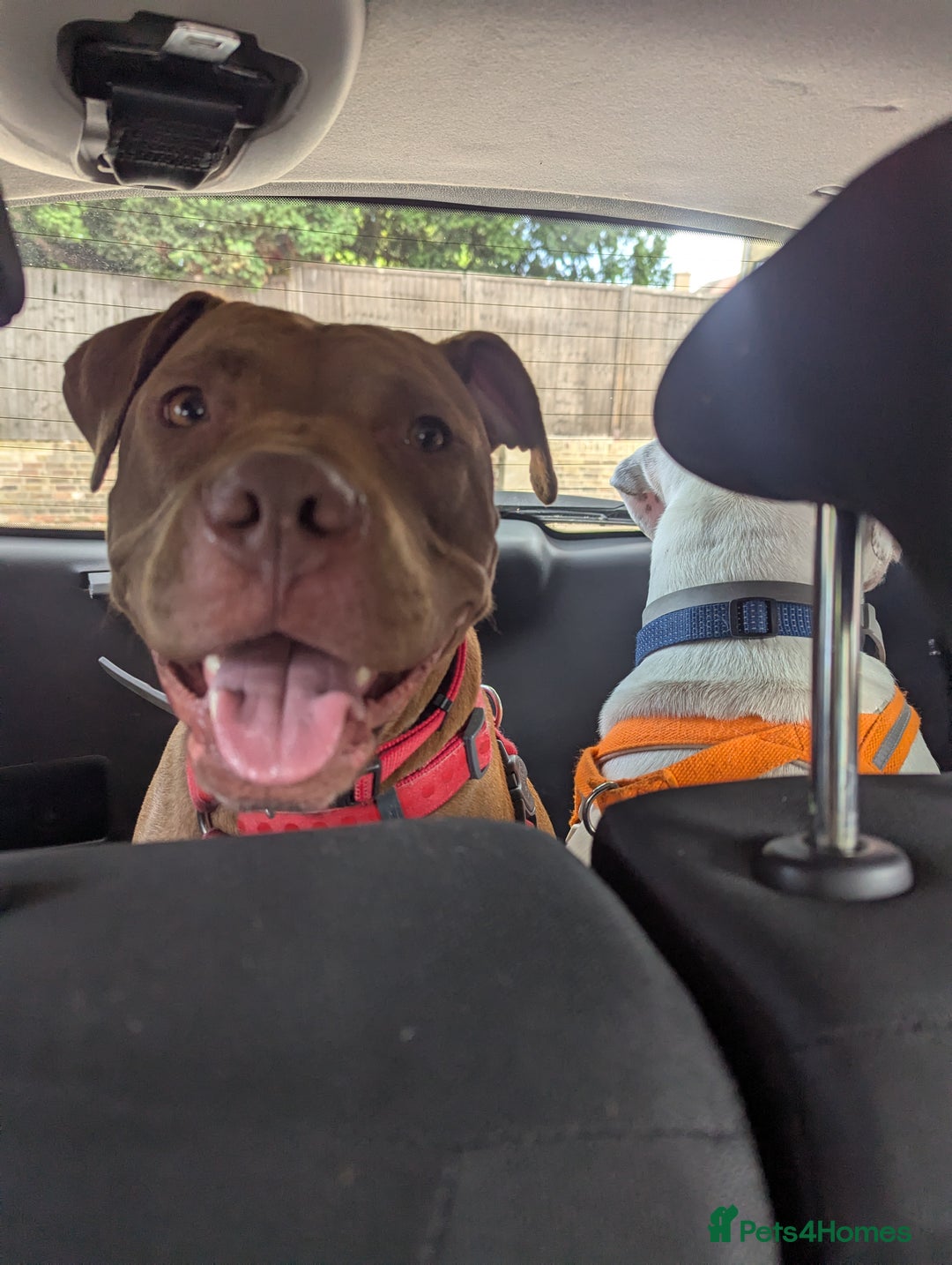 American Bull Staffy dogs for sale: Sweet Bully needs a home - Advert 3