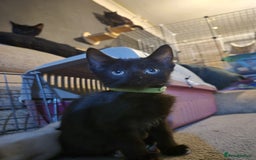 Mixed Breed cats for sale: Adorable black kittens for sale  - Image 23