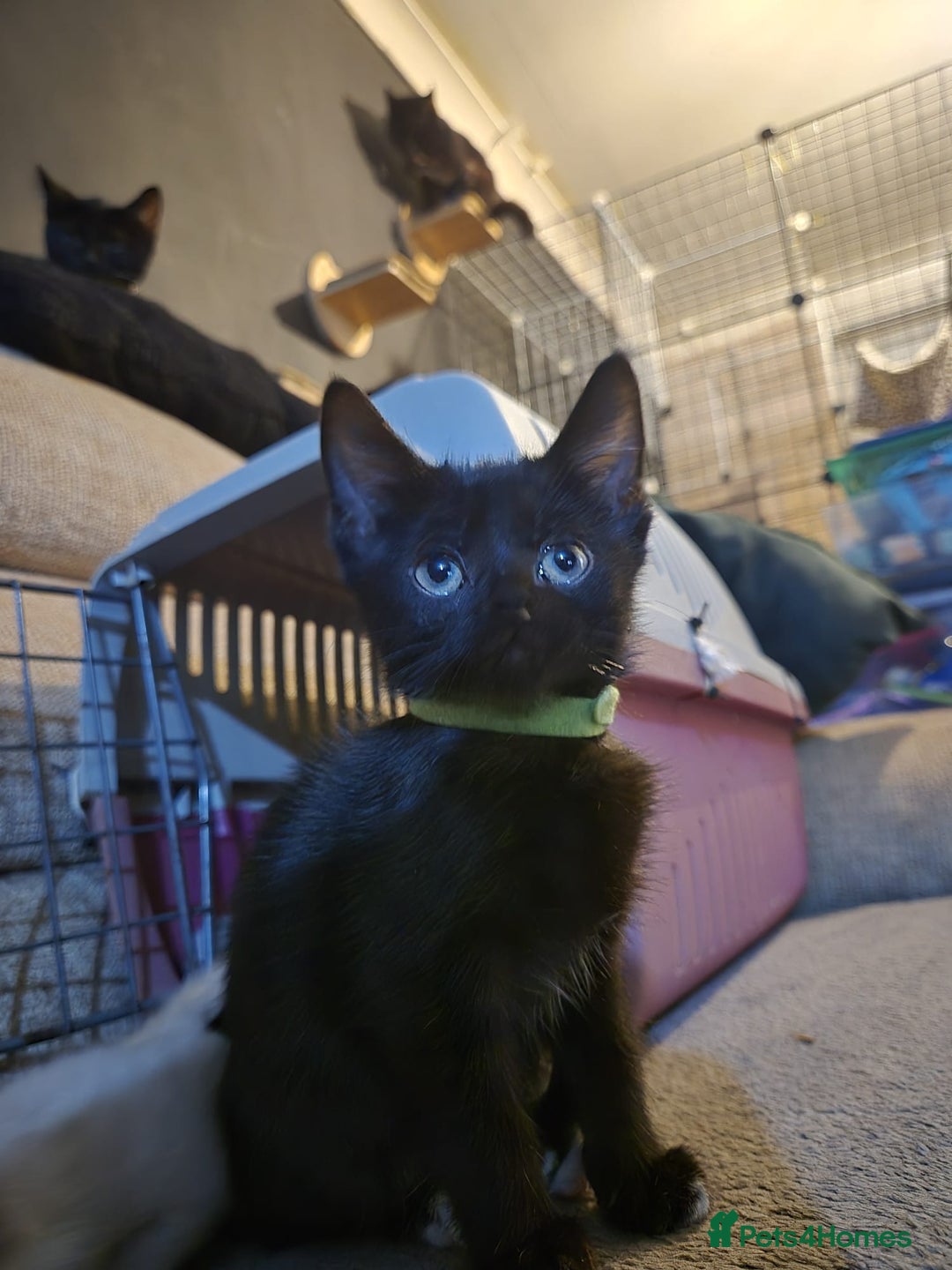 Mixed Breed cats for sale: Adorable black kittens for sale  - Image 23