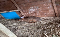 Belgian Hares rabbits for sale: 3 Belgian hares  - Image 2