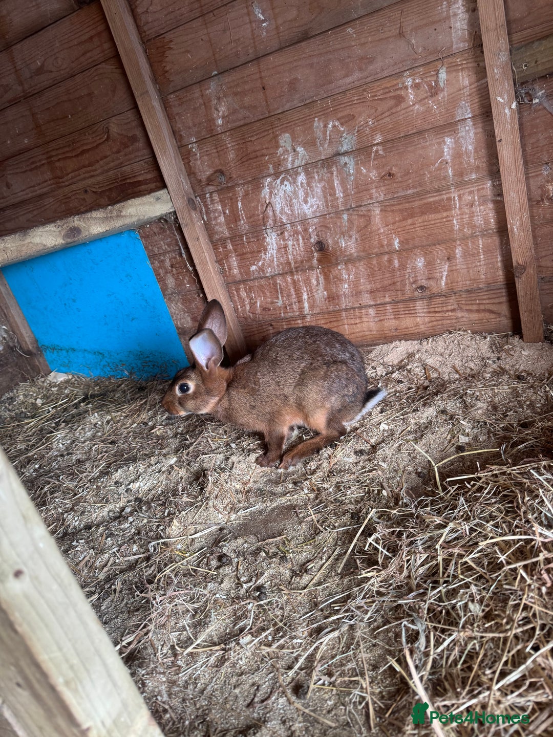 Belgian Hares rabbits for sale: 3 Belgian hares  - Image 2