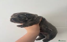 French Bulldog dogs for sale: Visual fluffy frenchies  - Image 4