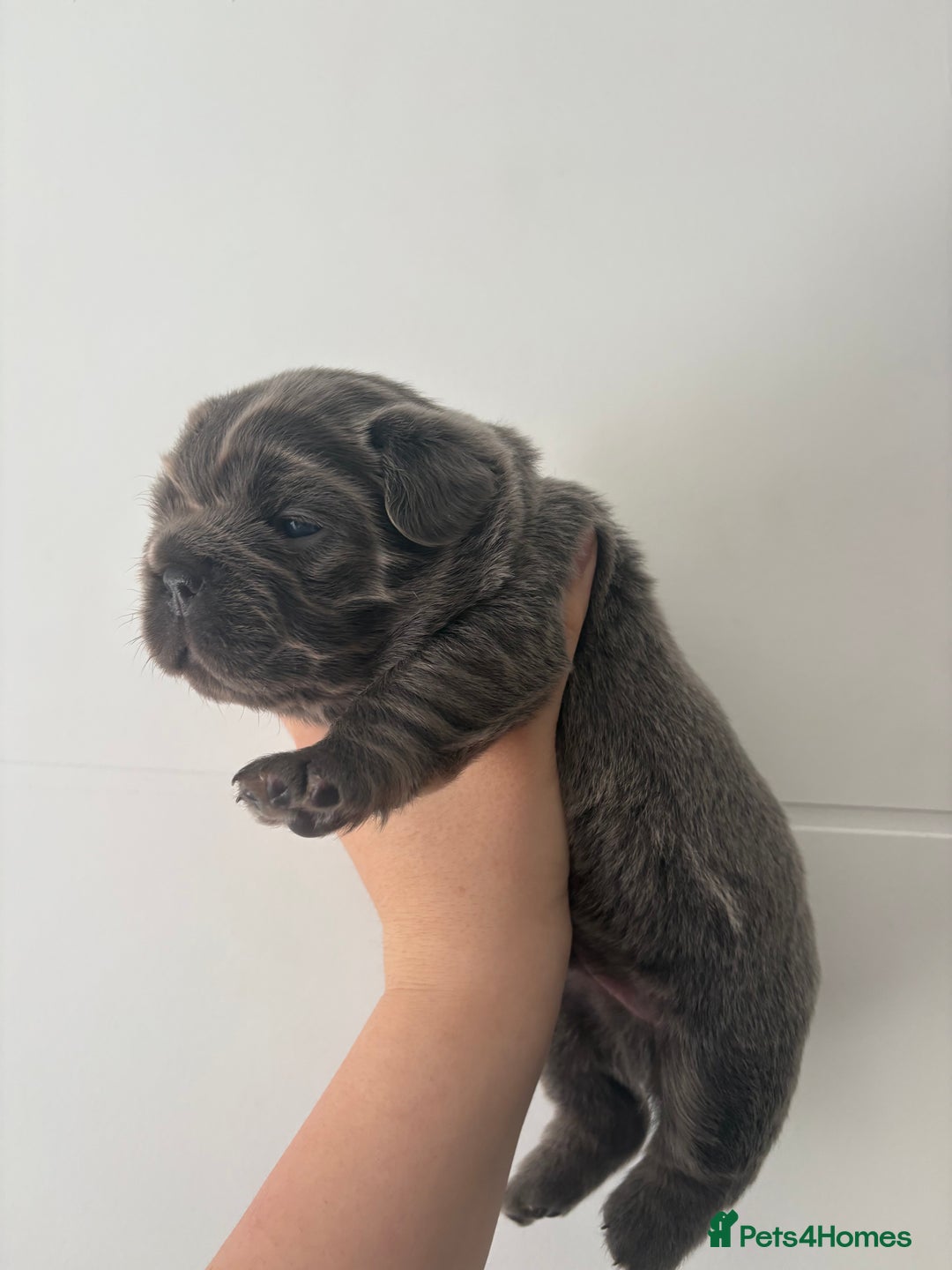 French Bulldog dogs for sale: Visual fluffy frenchies  - Image 4
