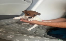 Jack Russell dogs for sale: 2 beautiful pups for sale  - Image 9