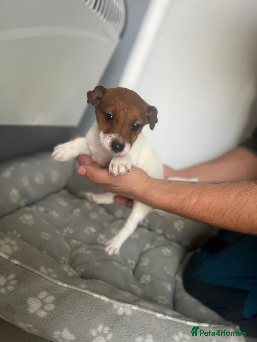 Jack Russell dogs for sale: 2 beautiful pups for sale  - Image 9