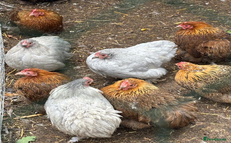 Chickens poultry - Advert 4