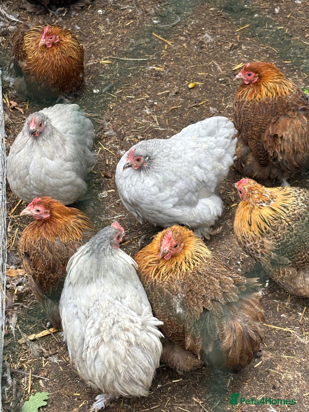 Chickens poultry for sale: Pekin bantam hens pol - Image 1