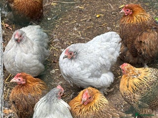 Chickens poultry - Advert 31