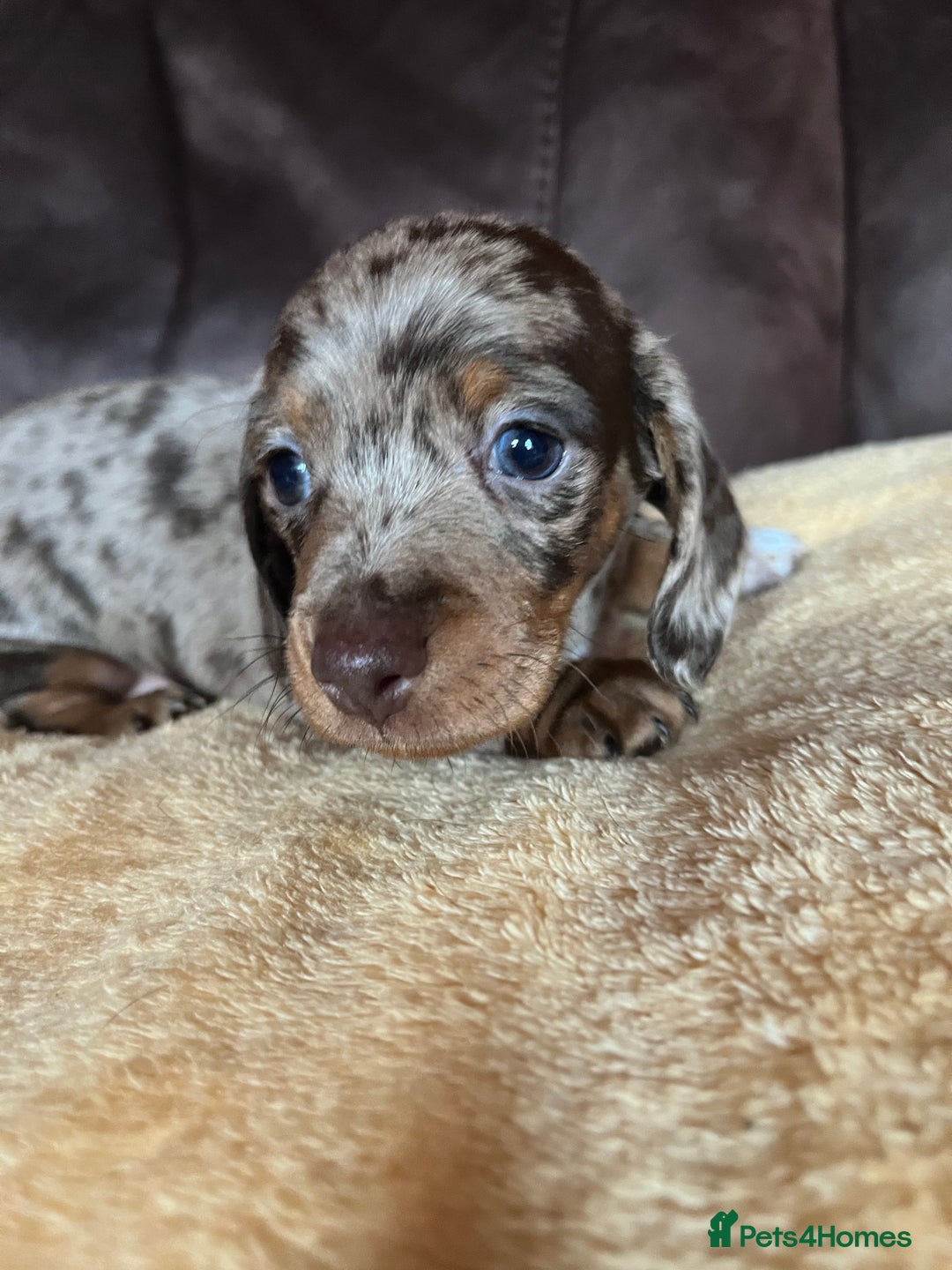 Miniature Dachshund dogs for sale: Miniature Dachshund  - Advert 17