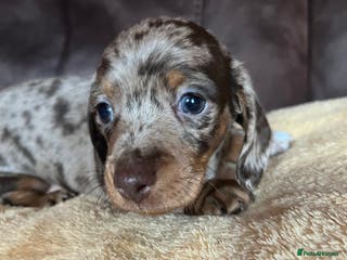 Miniature Dachshund dogs Miniature Dachshund - Advert 6