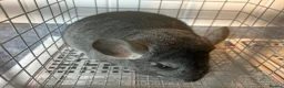 Chinchilla rodents for sale: Various Chinchillas (Pet Only) in Milton Keynes - Advert 4