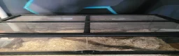 Corn Snake reptiles for sale: Corn snake - Advert 3