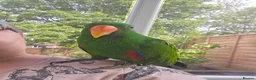 Parrots birds for sale: Eclectus parrot  in Burton-on-Trent - Advert 1
