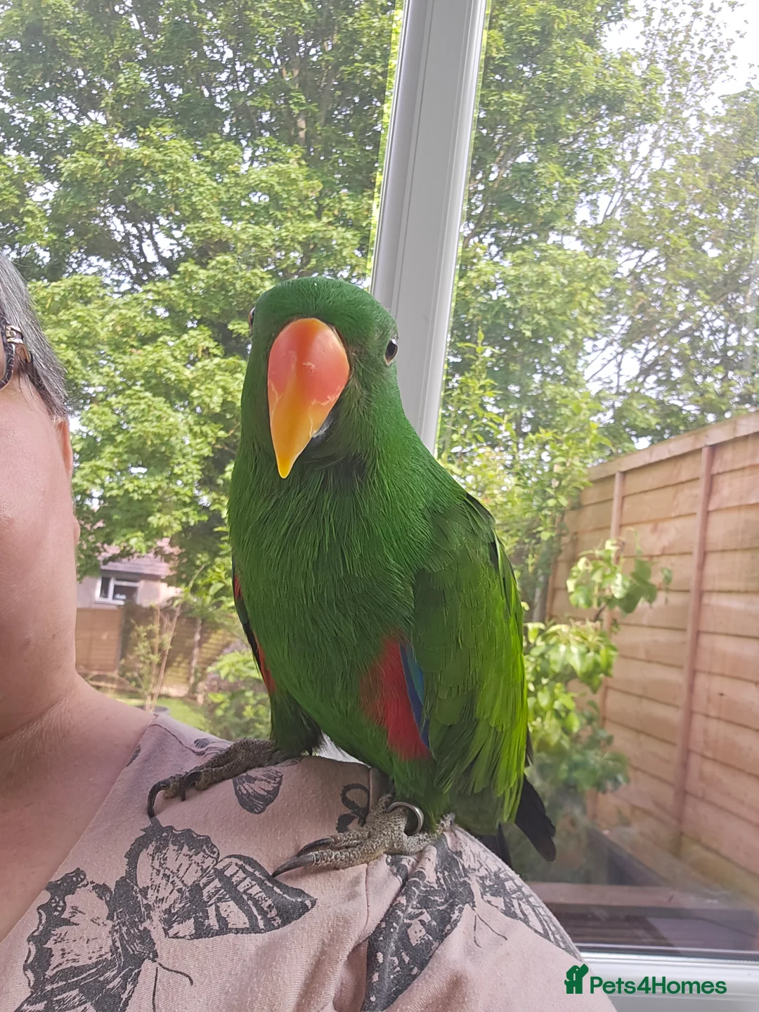 Parrots birds for sale: Eclectus parrot  in Burton-on-Trent - Advert 1