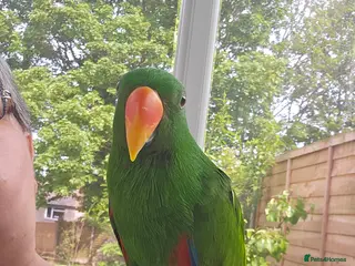 Parrots birds Eclectus parrot in Burton-on-Trent - Advert 2