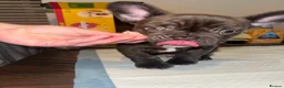 French Bulldog dogs for sale: French bulldog puppies  - Advert 11